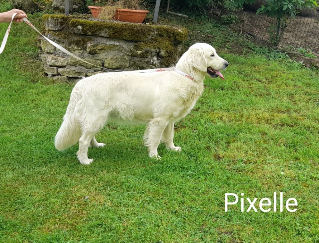 Les Golden Retriever de l'affixe Du domaine des eurantes