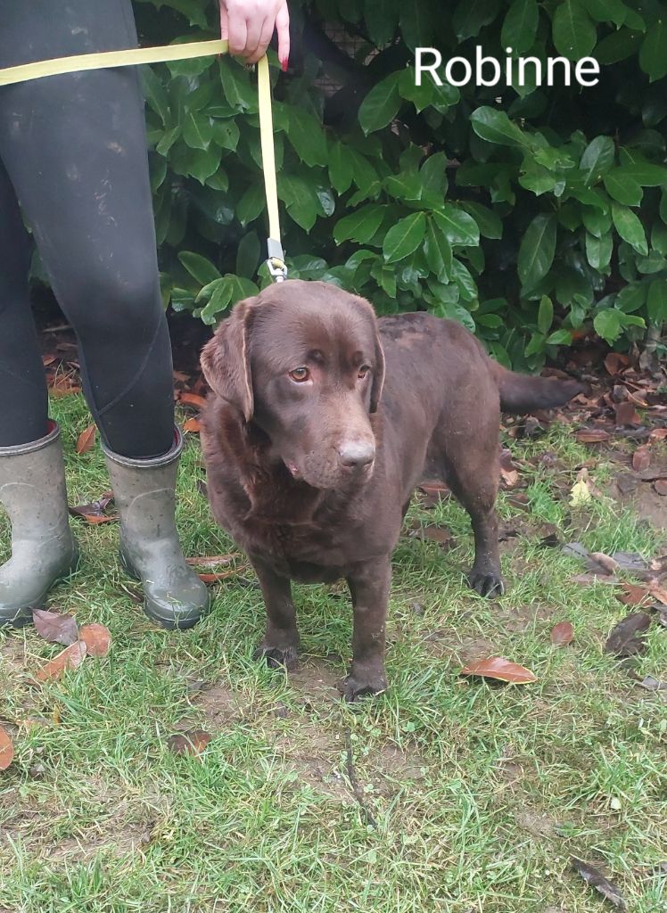 Les Labrador Retriever de l'affixe Du domaine des eurantes