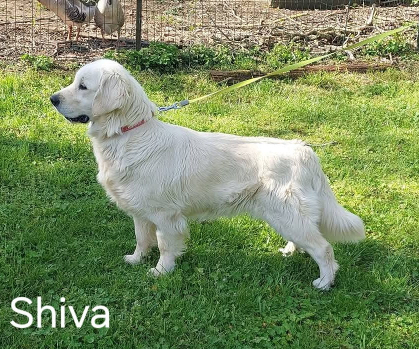 Shiva Du domaine des eurantes