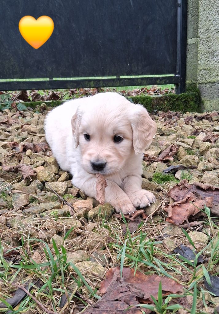 Du domaine des eurantes - Chiots disponibles - Golden Retriever