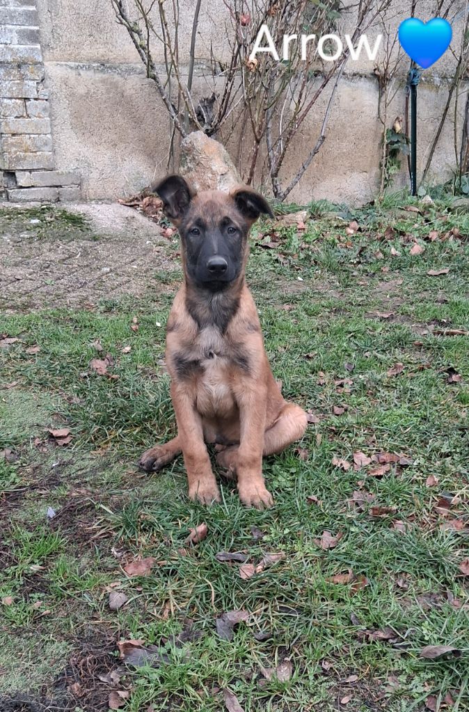 Du domaine des eurantes - Chiots disponibles - Berger Belge