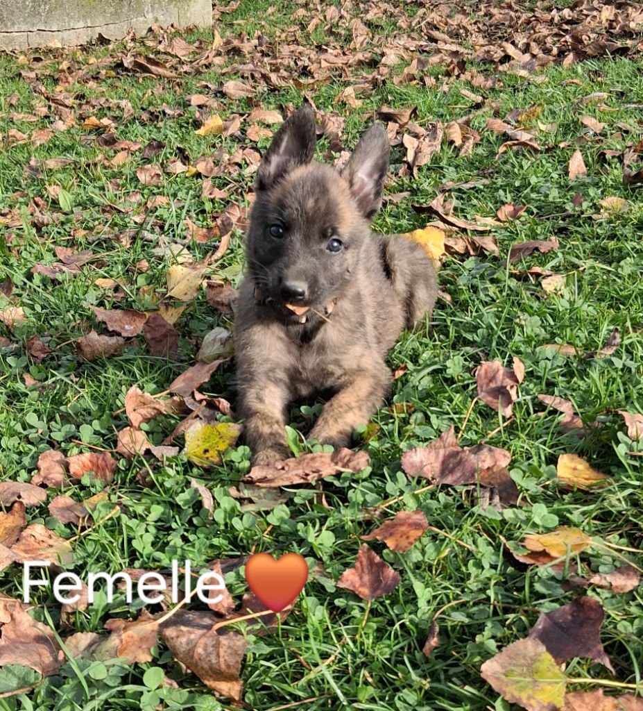 Du domaine des eurantes - Chiots disponibles - Berger hollandais