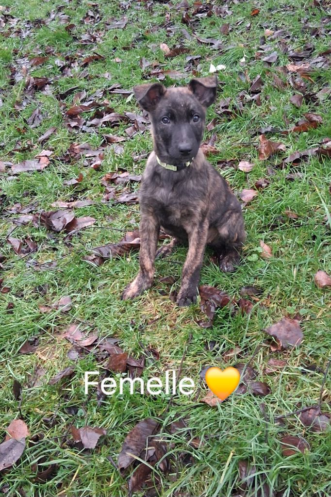 Du domaine des eurantes - Chiots disponibles - Berger hollandais