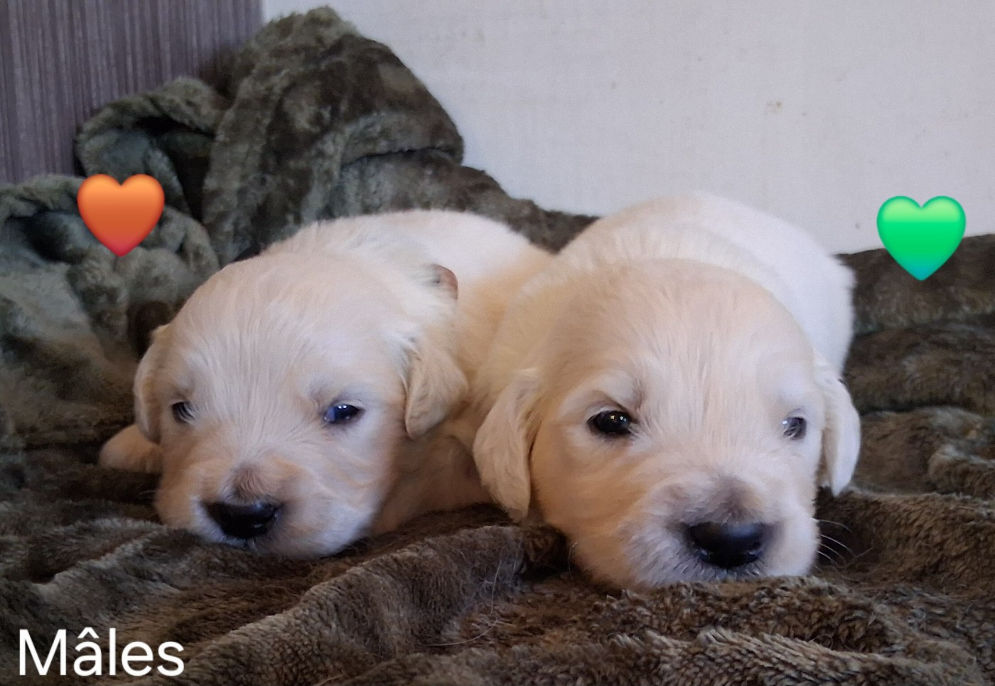 Du domaine des eurantes - Chiots disponibles - Golden Retriever