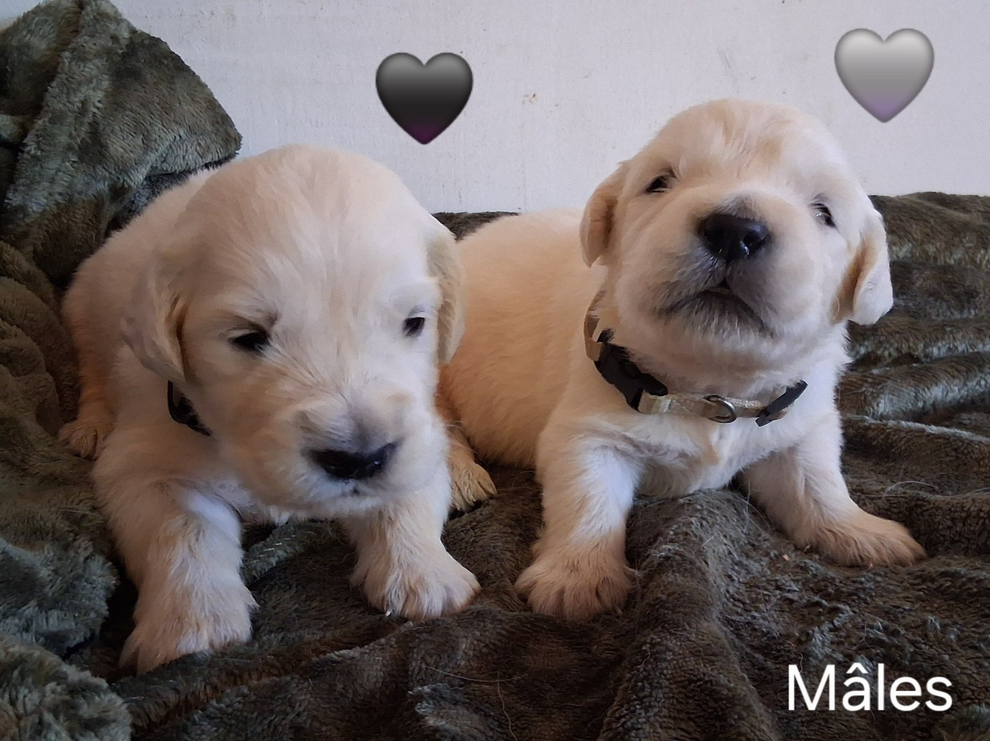 Du domaine des eurantes - Chiots disponibles - Golden Retriever