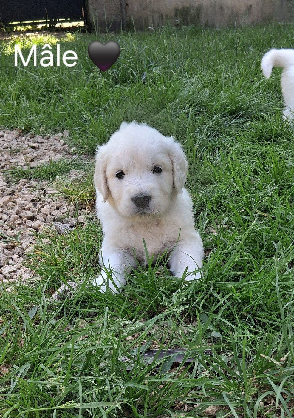 Du domaine des eurantes - Chiots disponibles - Golden Retriever