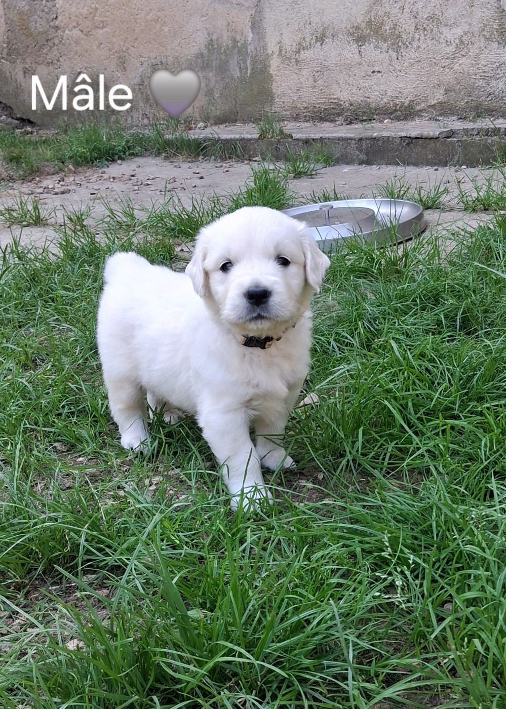 Du domaine des eurantes - Chiots disponibles - Golden Retriever
