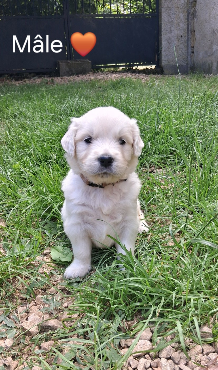 Du domaine des eurantes - Chiots disponibles - Golden Retriever