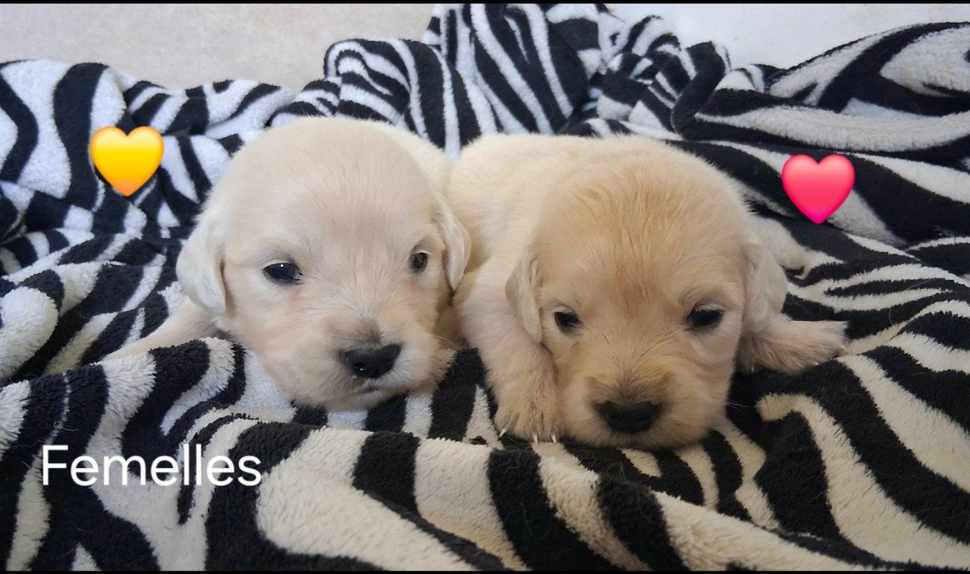 Du domaine des eurantes - Chiots disponibles - Golden Retriever