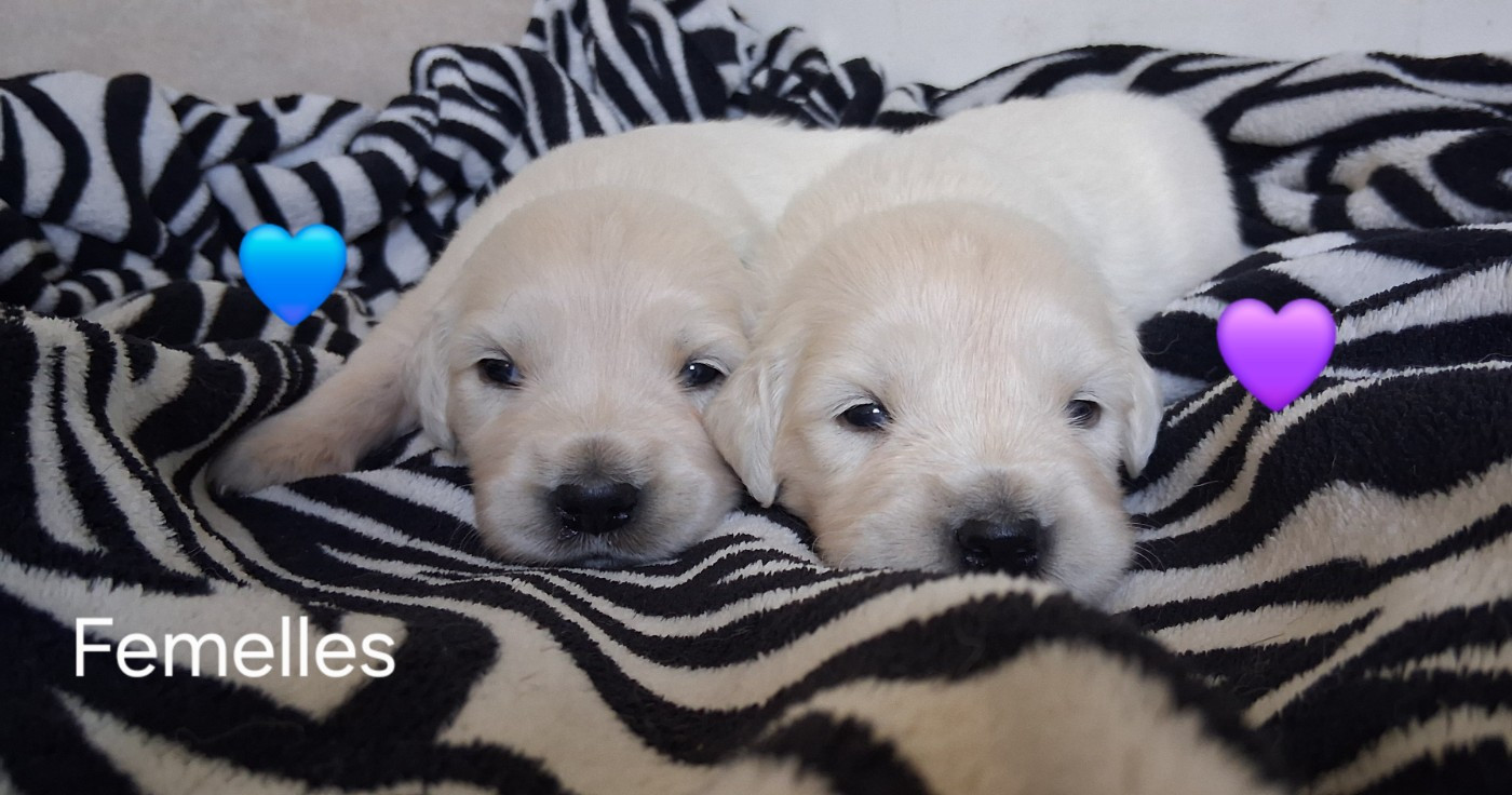 Du domaine des eurantes - Chiots disponibles - Golden Retriever
