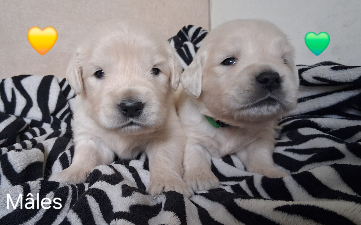 Du domaine des eurantes - Chiots disponibles - Golden Retriever