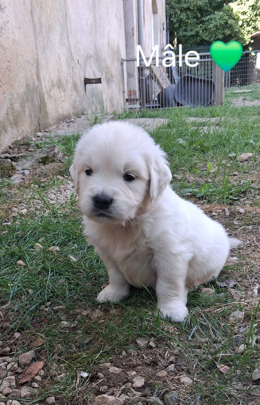 Du domaine des eurantes - Chiots disponibles - Golden Retriever
