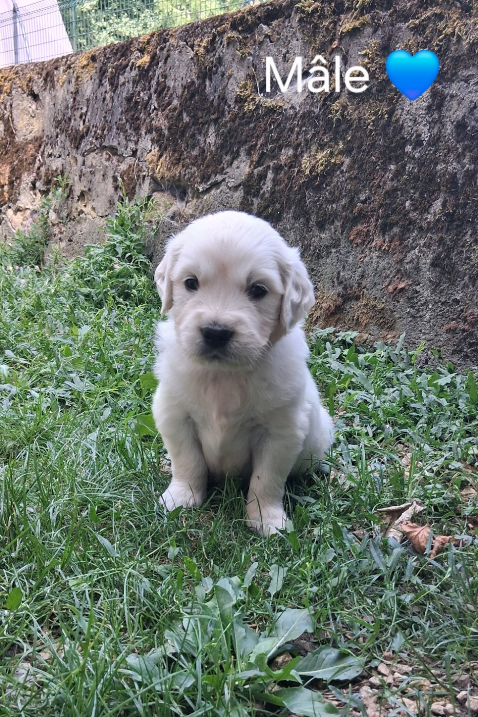 Du domaine des eurantes - Chiots disponibles - Golden Retriever