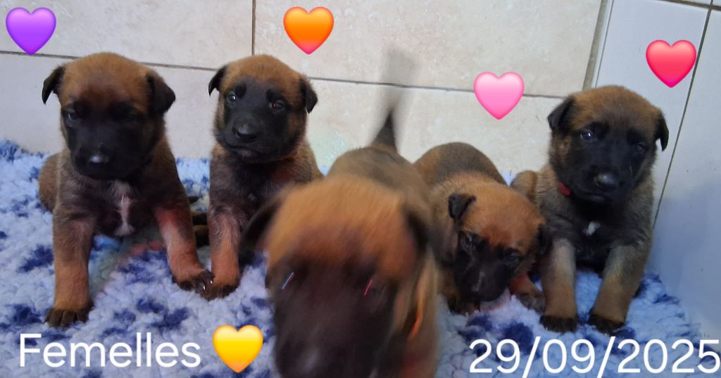 Du domaine des eurantes - Chiots disponibles - Berger Belge