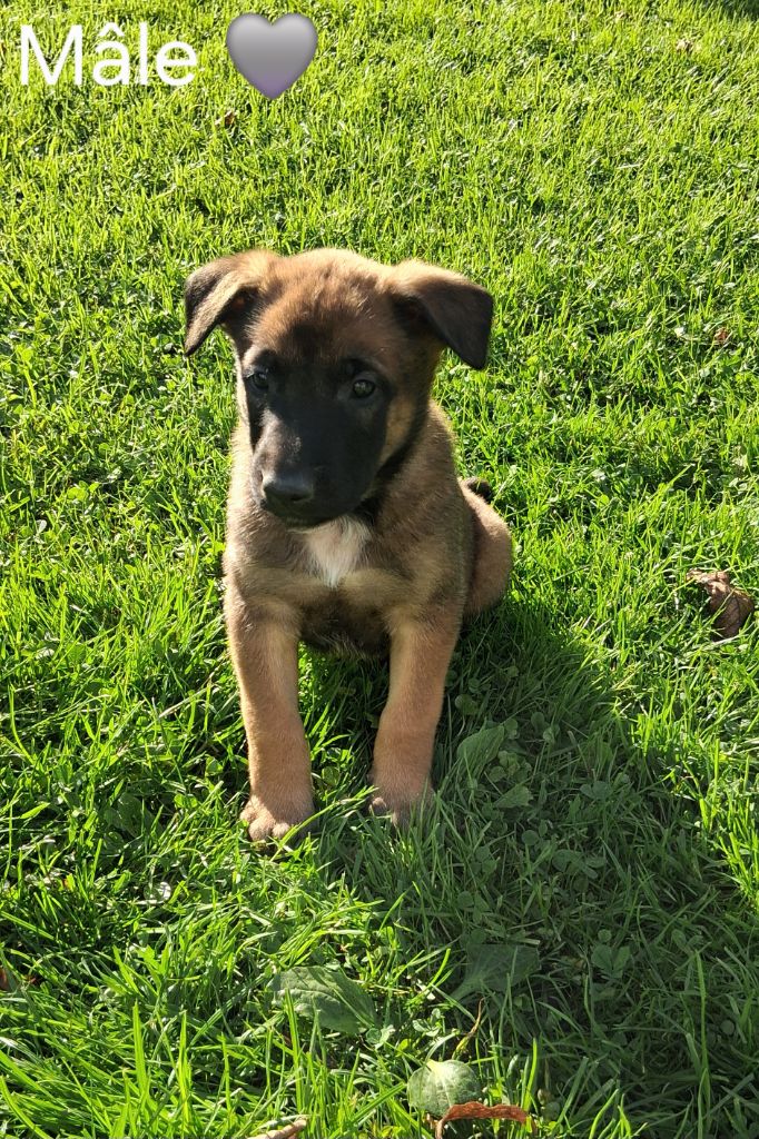 Du domaine des eurantes - Chiots disponibles - Berger Belge