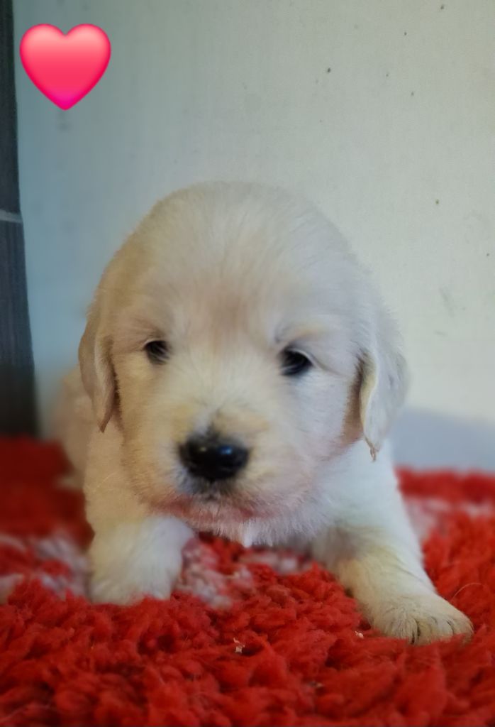 Du domaine des eurantes - Chiots disponibles - Golden Retriever