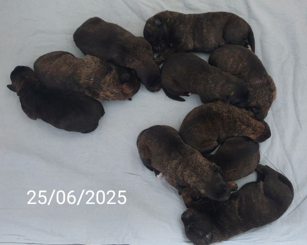 Du domaine des eurantes - Chiots disponibles - Berger hollandais