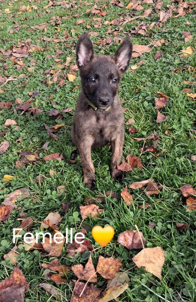 Du domaine des eurantes - Chiots disponibles - Berger hollandais