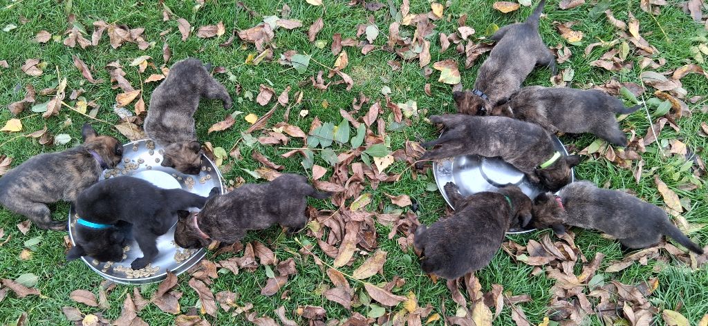 Chiot Berger hollandais Du domaine des eurantes