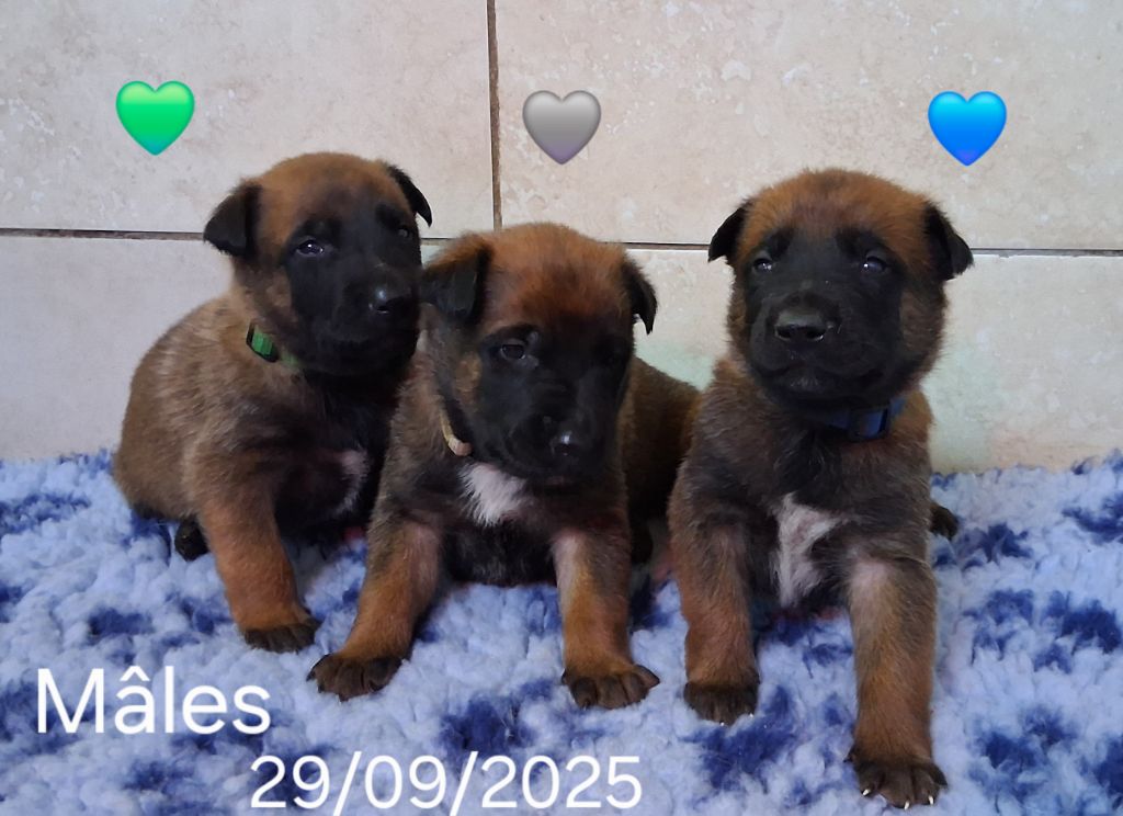 Du domaine des eurantes - Chiots disponibles - Berger Belge