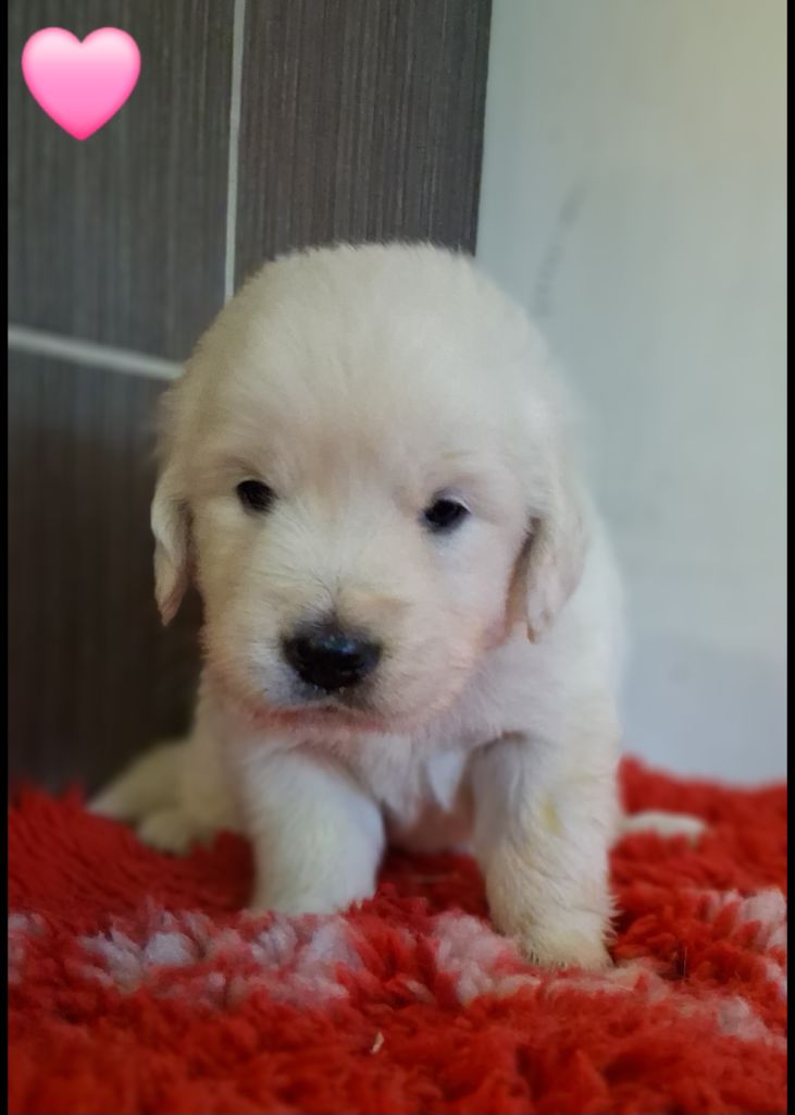 Du domaine des eurantes - Chiots disponibles - Golden Retriever