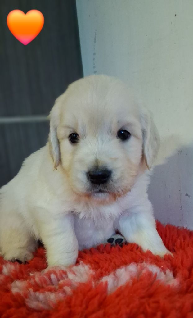 Du domaine des eurantes - Chiots disponibles - Golden Retriever