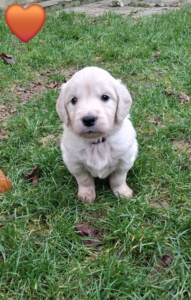 Du domaine des eurantes - Chiots disponibles - Golden Retriever
