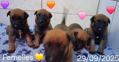 CHIOT 6