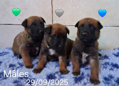 CHIOT 3