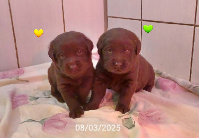 CHIOT (collier jaune)