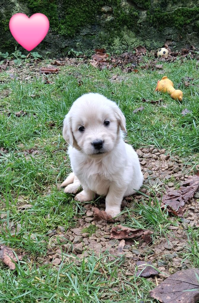 Du domaine des eurantes - Chiots disponibles - Golden Retriever
