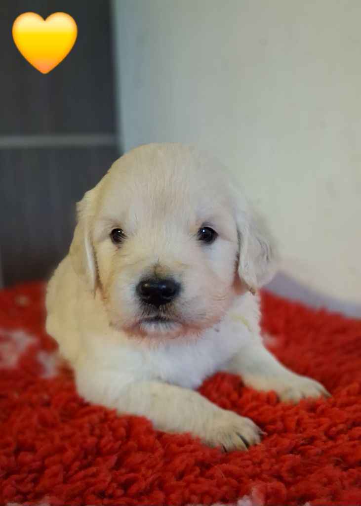 Du domaine des eurantes - Chiots disponibles - Golden Retriever