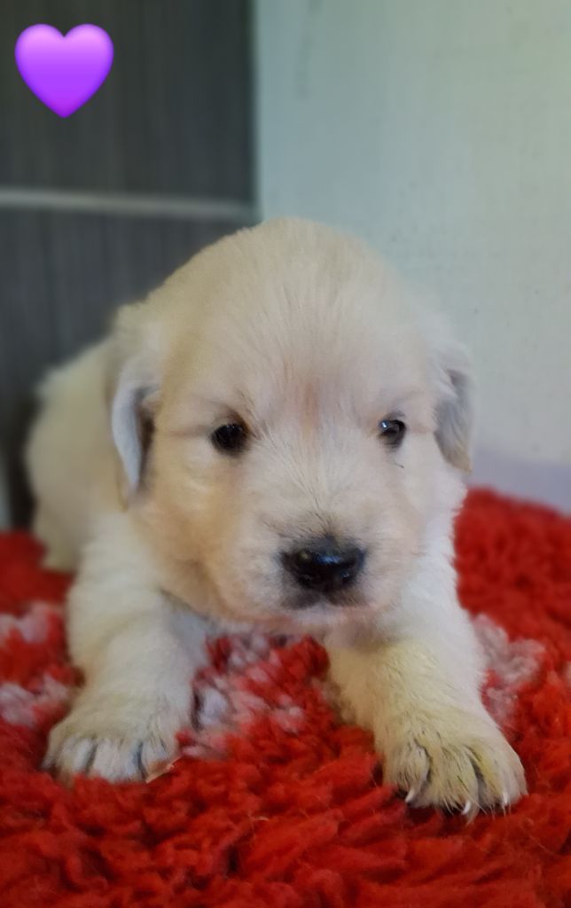 Du domaine des eurantes - Chiots disponibles - Golden Retriever
