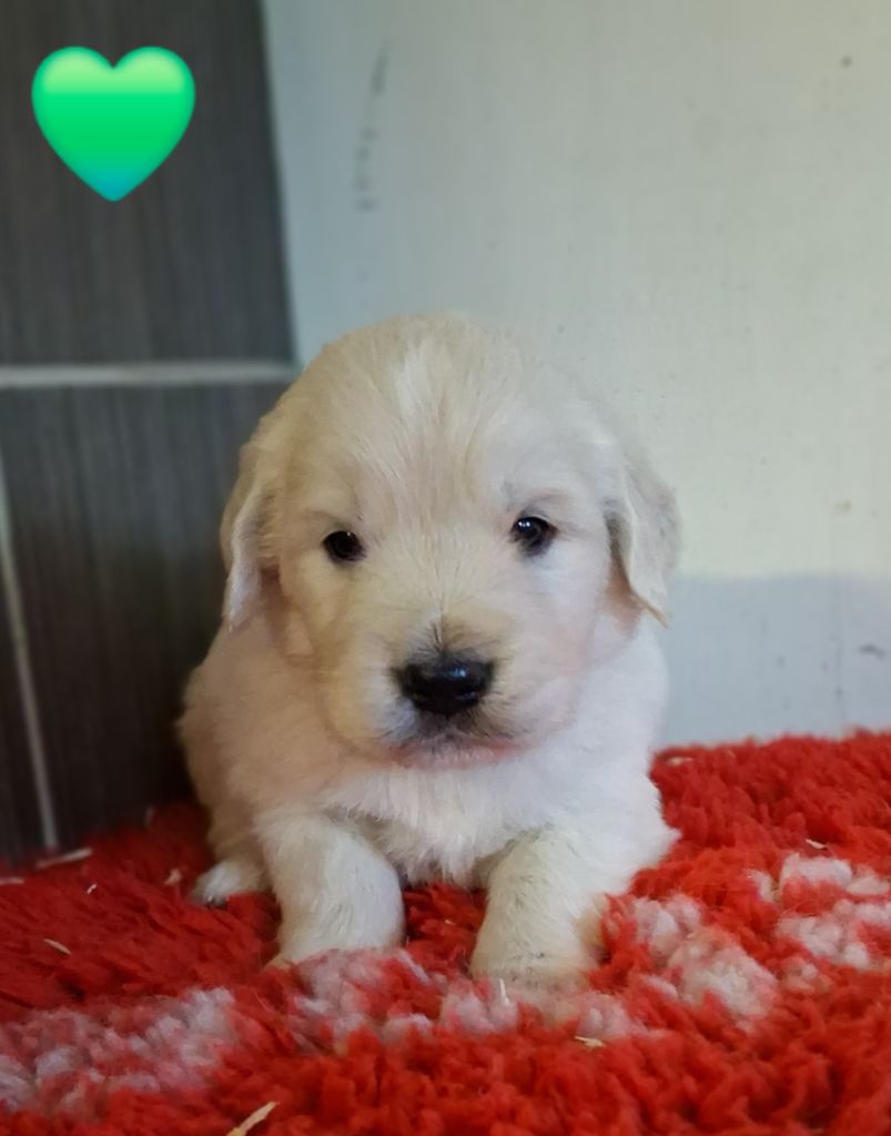 Du domaine des eurantes - Chiots disponibles - Golden Retriever