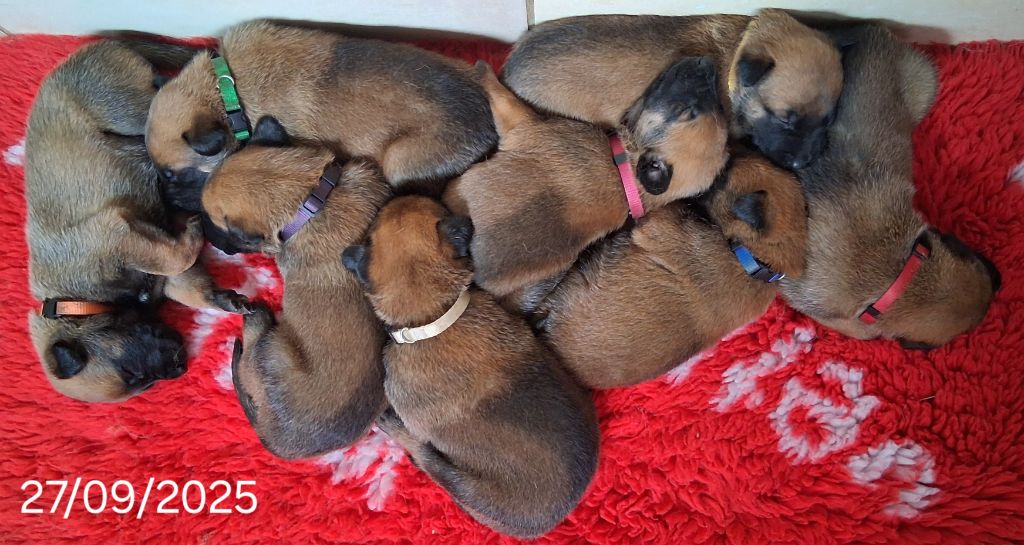 Chiot Berger Belge Du domaine des eurantes