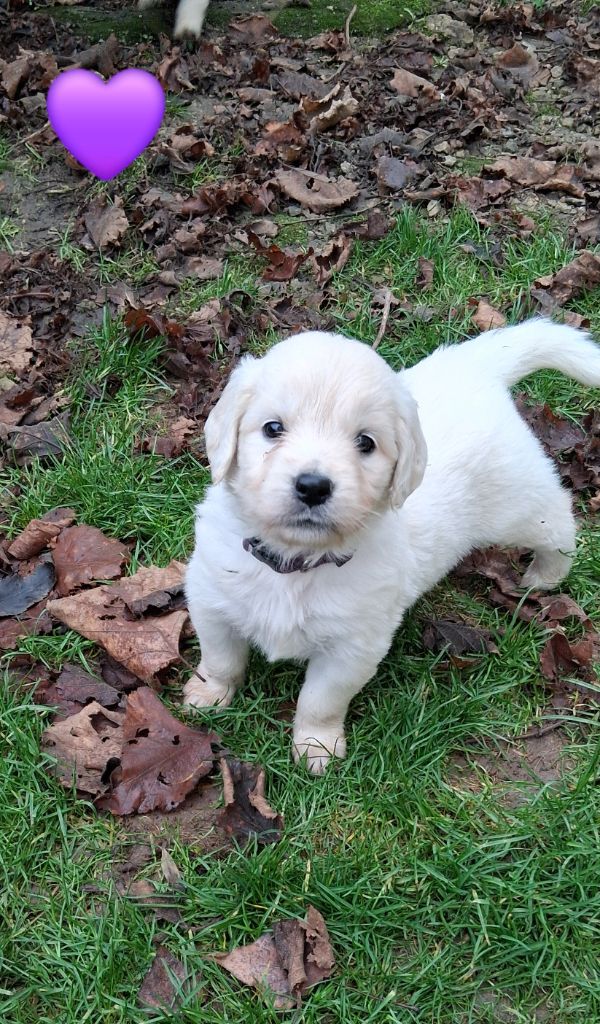 Du domaine des eurantes - Chiots disponibles - Golden Retriever