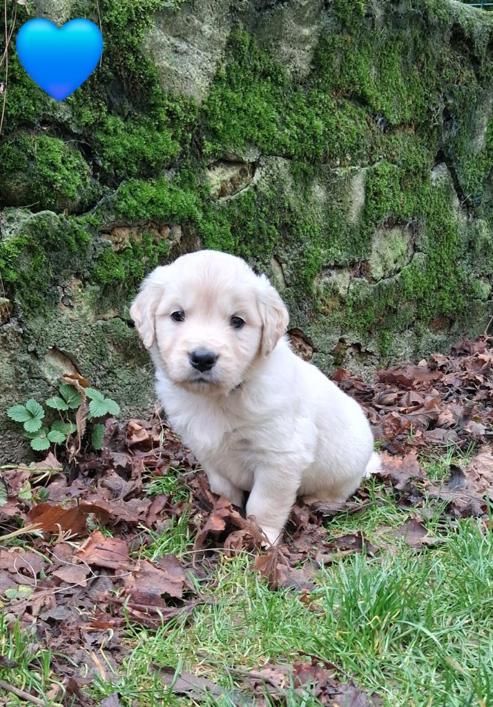 Du domaine des eurantes - Chiots disponibles - Golden Retriever