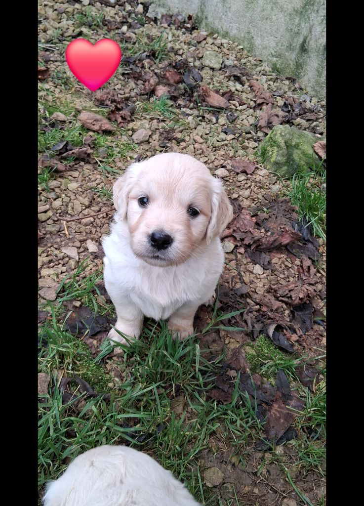Du domaine des eurantes - Chiots disponibles - Golden Retriever