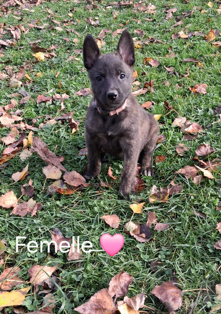 Du domaine des eurantes - Chiots disponibles - Berger hollandais