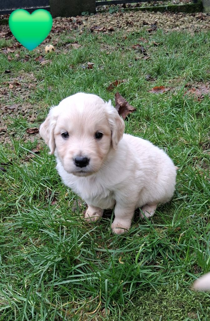 Du domaine des eurantes - Chiots disponibles - Golden Retriever